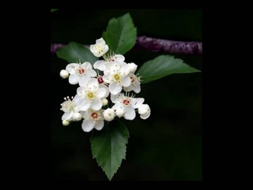Missouri's State Flower