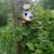 Cat bird house--think the birds will visit this one?