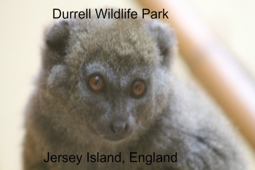 Gentle lemur, Durrell Wildlife Park