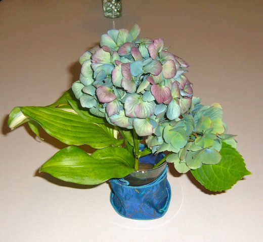 The blue ribbon 'round the small vase adds intensity to this light blue Hydrangea.