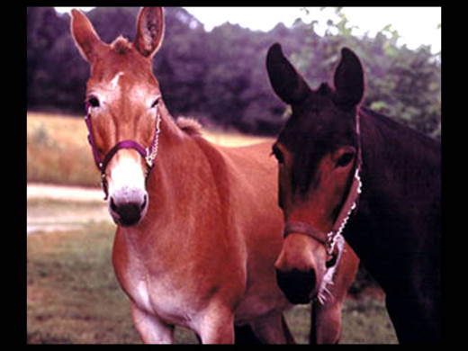 Missouri's State Animal