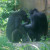 Captive monkeys