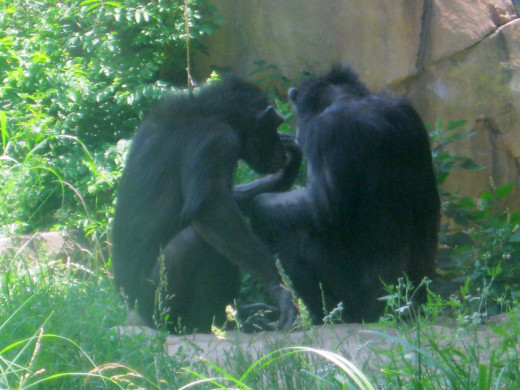 Captive monkeys