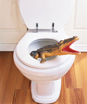 Another danger of toilets... just kidding haha.