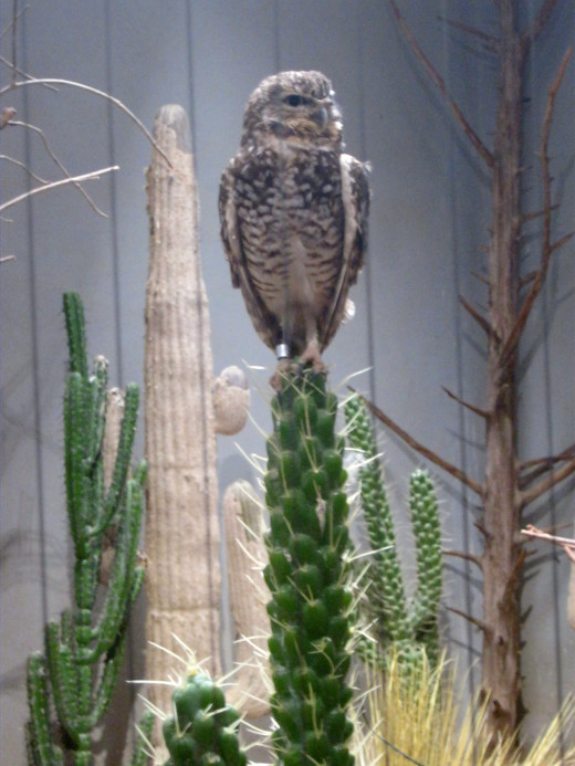 Owl