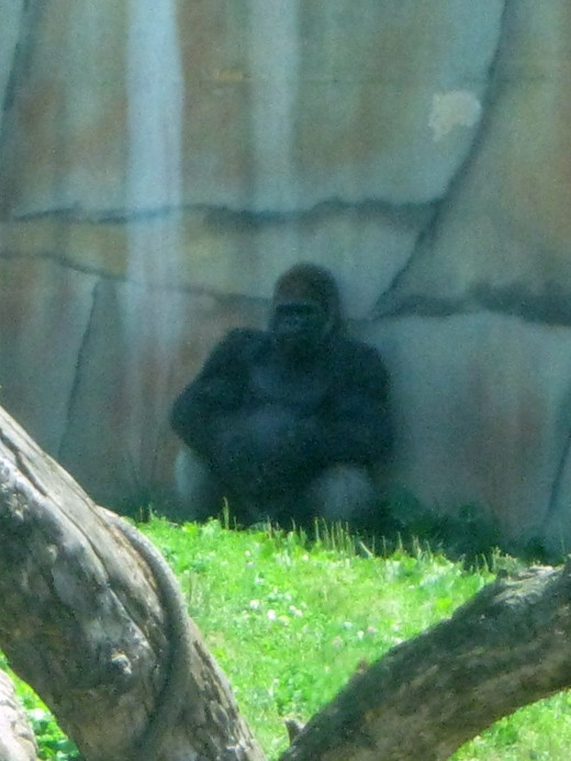 Gorila