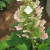 Gorgeous flower