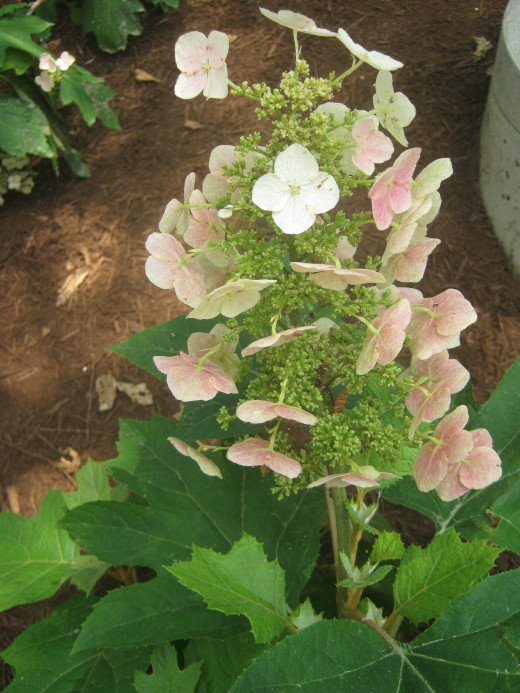 Gorgeous flower