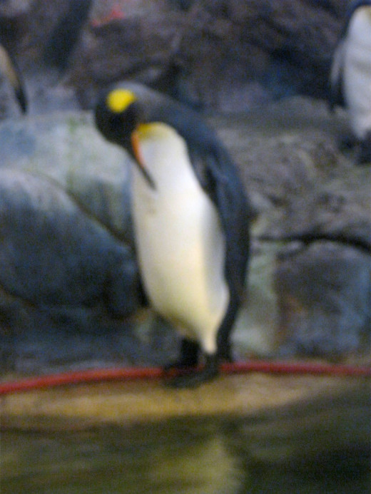 Penguin 