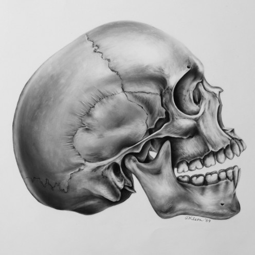 Orthognathous Face : flat face