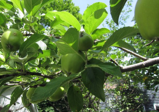 My Backyard Apple Tree