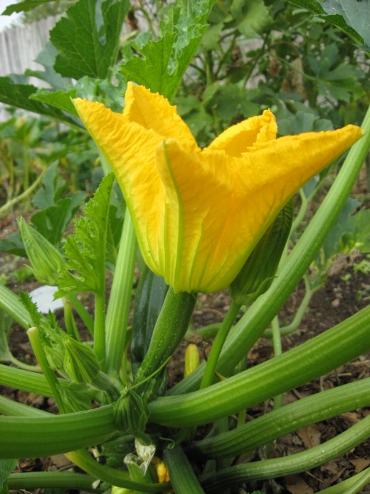 zucchini flower with fruit in background