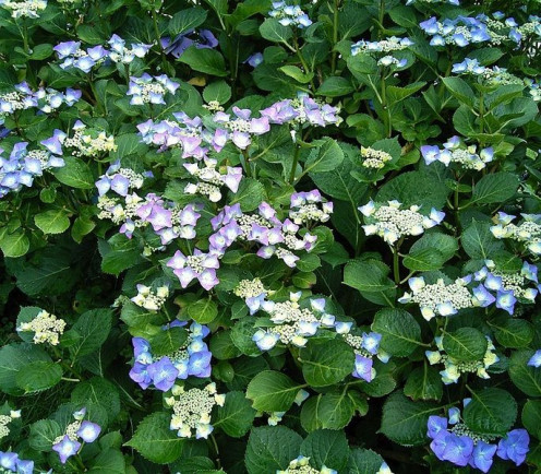  The beautiful blues and mauves of Hydrangea_macrophylla