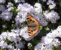 Summer in an English country garden -  butterflies, bees and flowers in pictures