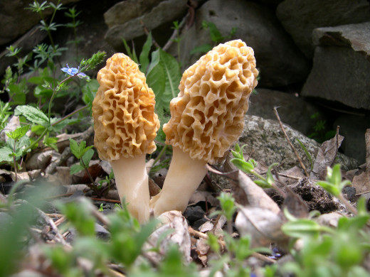 Morel mushrooms are a delicacy that flourish in the wild.
