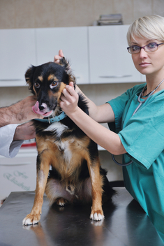 Bronchitis in dogs