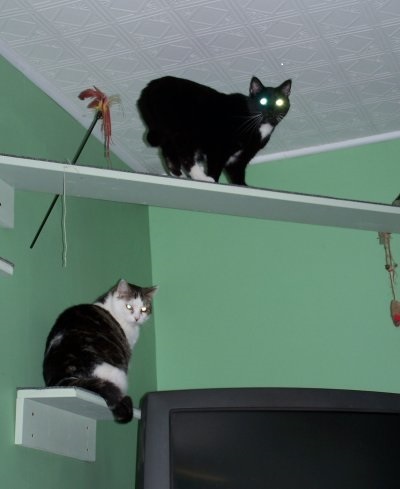 Fiona and Max on New Shelves