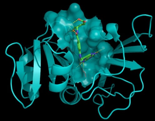 Structure of dihydrofolate reductase complexed to methotrexate.