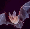 Facts About Bats