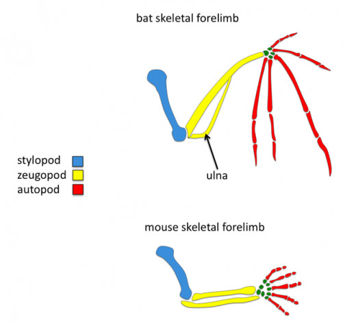 A comparison between the homologous bones of a bat and mouse forelimb.  The bat's "fingers" are greatly elongated compared to the mouse.