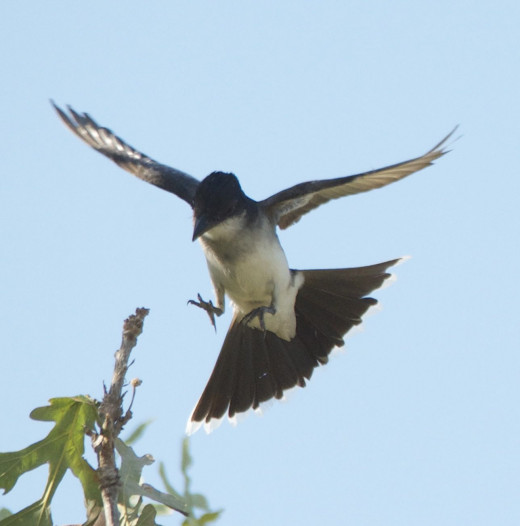Eastern Kingbird Coming in for a Landing