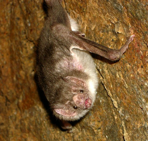 The common vampire bat is a rather ugly creature.