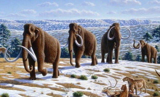 Could you imagine cloning the woolly mammoth and seeing them walk the vast icy plains on the northern reaches of the world's continents?