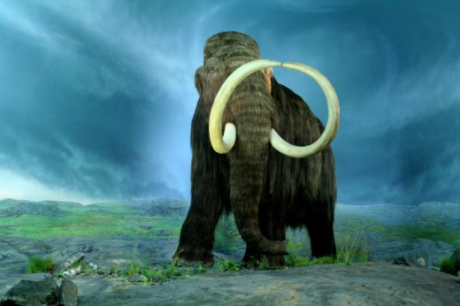 The beautiful Woolly Mammoth- an extinct creature that we hope to see come back to life one day. Will it happen???