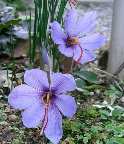 Saffron crocus.  The red strands, called stigmas, contain the cancer fighting compounds.