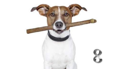 Fido here is always ready to play and has a good attitude about it even though he knows quite well the joke is on him.  You, on the other hand, as a self respecting human being may have to make some hard choices...