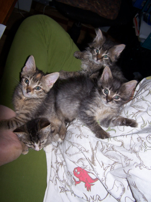 Heartbreak Litter
