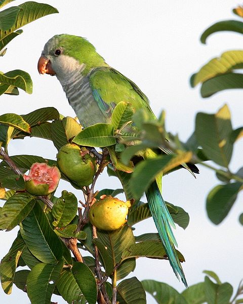 The Monk Parakeet (Myiopsitta monachus)  from South American came north to take the place of the Carolina parakeet in the 1960s.  