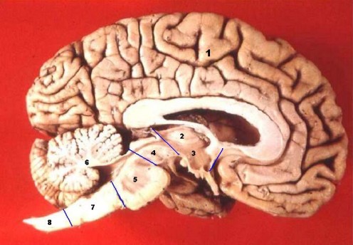 1. Cerebrum 2. Thalamus 3. Hypothalamus 4. Mesencephalon - Midbrain 5. Pons 6. Cerebellum 7. Medulla oblongata 8. Medulla spinalis