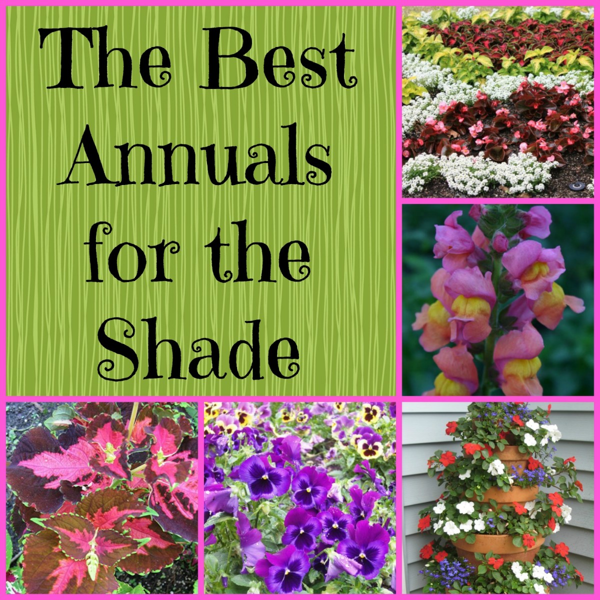 gardening in the shade: 9 annual plants for shady areas | dengarden