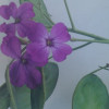 MurielGoesGreen profile image