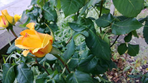 Yellow Rose 720