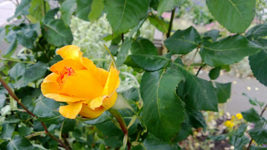 Yellow Rose  920