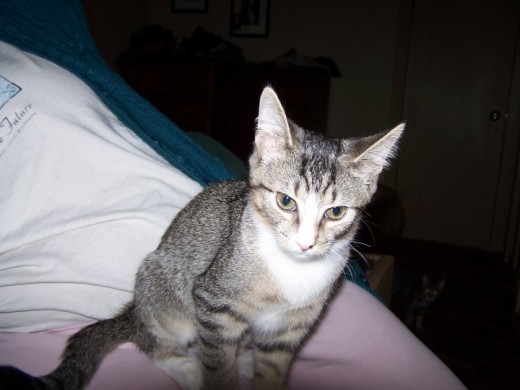 Lily around 5 months of age