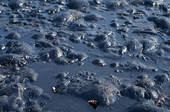 black oil spills killing all life it touches