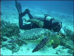 Yucatan scuba diving.
