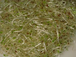 How to Grow Alfalfa Sprouts