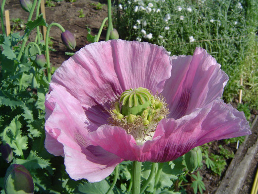 An opium poppy, source of opioids.