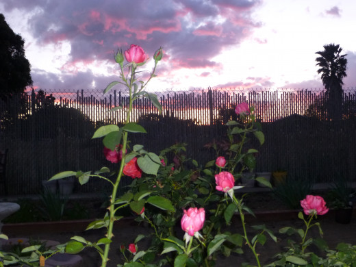 the end of the day, a beautiful sunset--Rosebuds ready to open!  God's beauty!