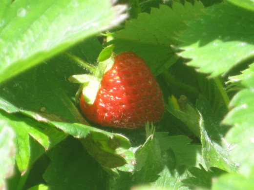 Real juicy strawberries 