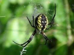 My Black and Yellow Argiope Spider