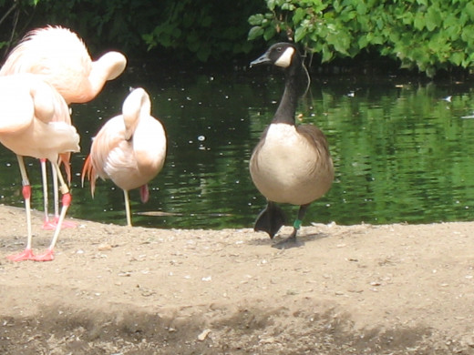 Looks like a duck, quacks like a duck, but does it think it's a duck?  (Calm down I know it's a goose)