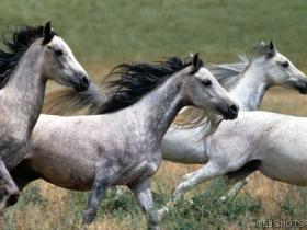 Arabian stallions on the move
