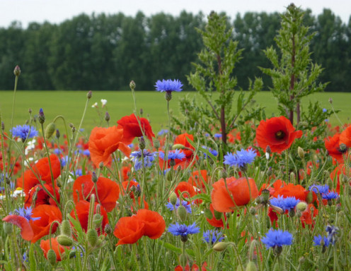 A glorious field of complementary cornflowers and poppies