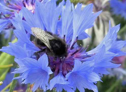 A bumblebee enjoying the nectar of a brilliant blue cornflower