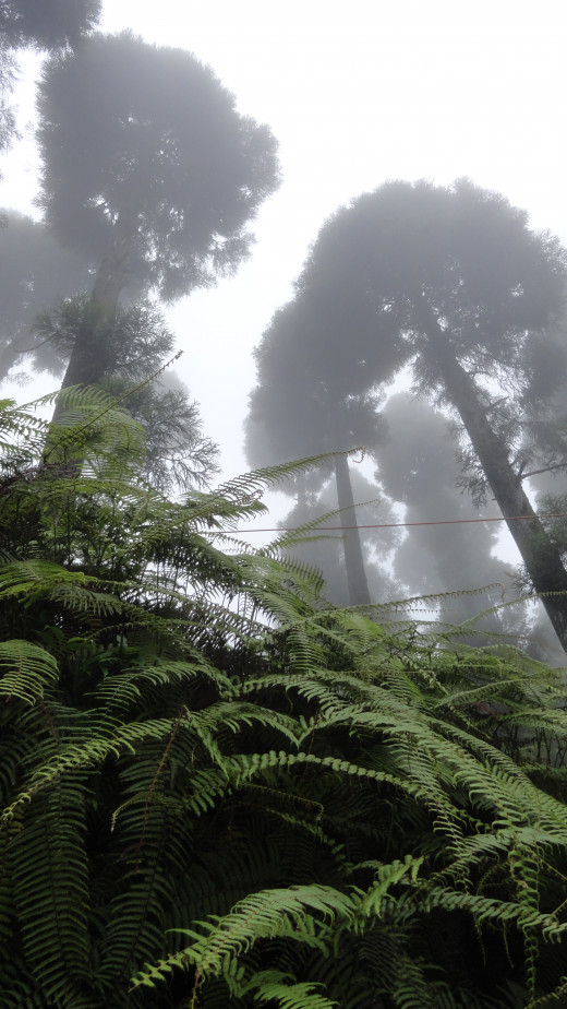the misty Darjeeling